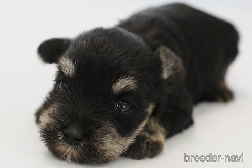 成約済の神奈川県のミニチュアシュナウザー-336011の1枚目